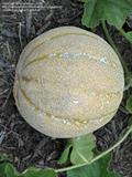 خربزه عسلی